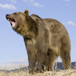 Alaska: Przez tydzień atakował go niedźwiedź. Rozpaczliwie prosił o pomoc 
