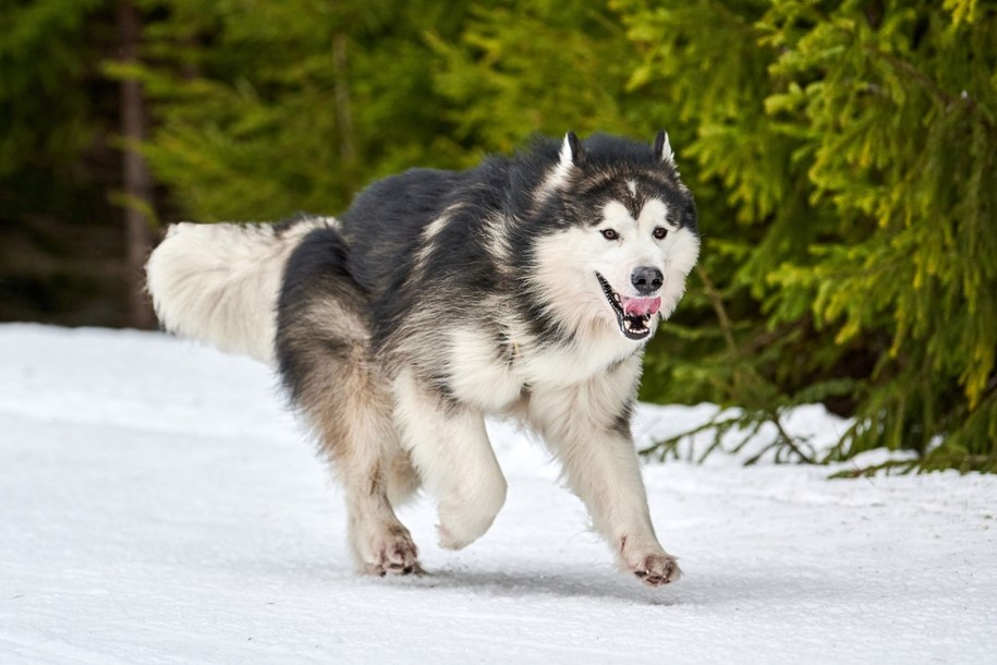 Alaskan malamute /Shutterstock