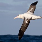 Albatrosy mają niezwykłą zdolność. "Pożyczyły" ją od nietoperzy