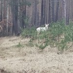Albinos z Lubuskiego. Niezwykły okaz w lesie