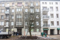 Ale lipa! W Łodzi posadzono największe od ponad 30 lat drzewo