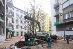 Ale lipa! W Łodzi posadzono największe od ponad 30 lat drzewo