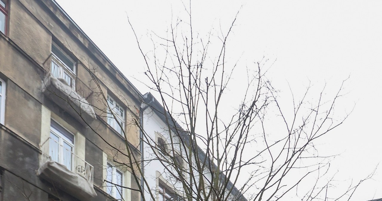 Ale lipa! W Łodzi posadzono największe od ponad 30 lat drzewo