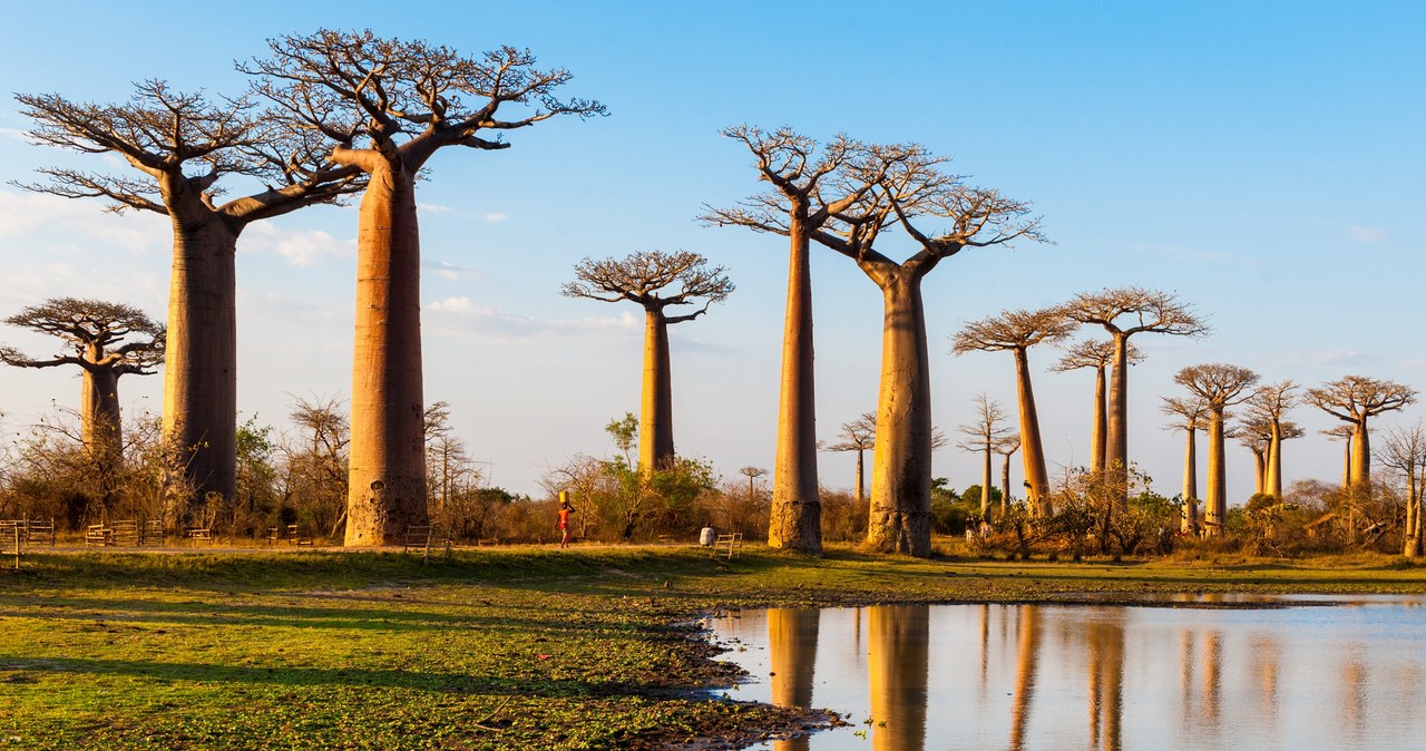Aleja Baobabów na Madagaskarze /.