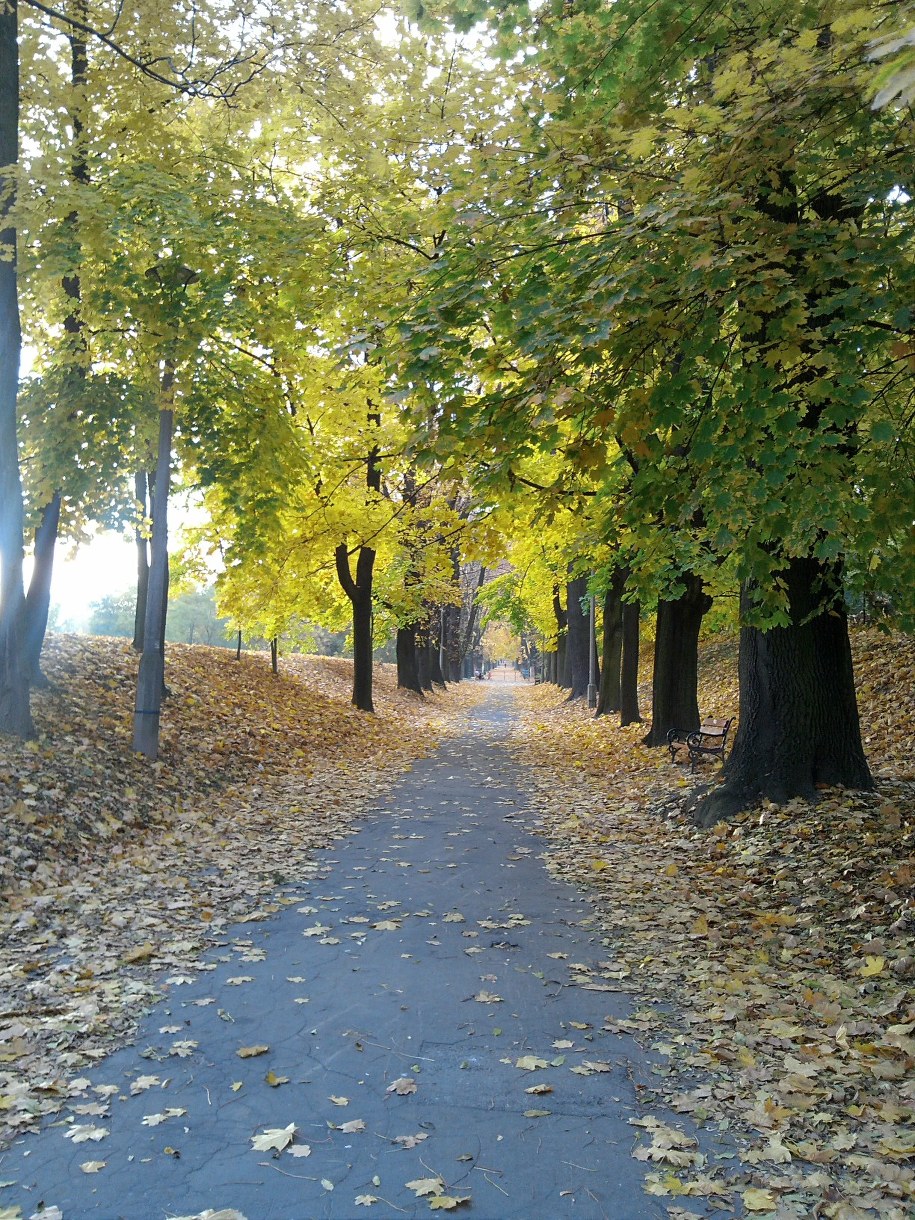 Aleja prowadząca na Kopiec Kościuszki. Jesienią /Anna Baranowska /RMF FM
