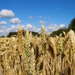 Alergia lub celiakia. ​Sprawdź, czy cierpisz na nietolerancję glutenu