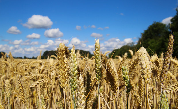 Alergia lub celiakia. ​Sprawdź, czy cierpisz na nietolerancję glutenu