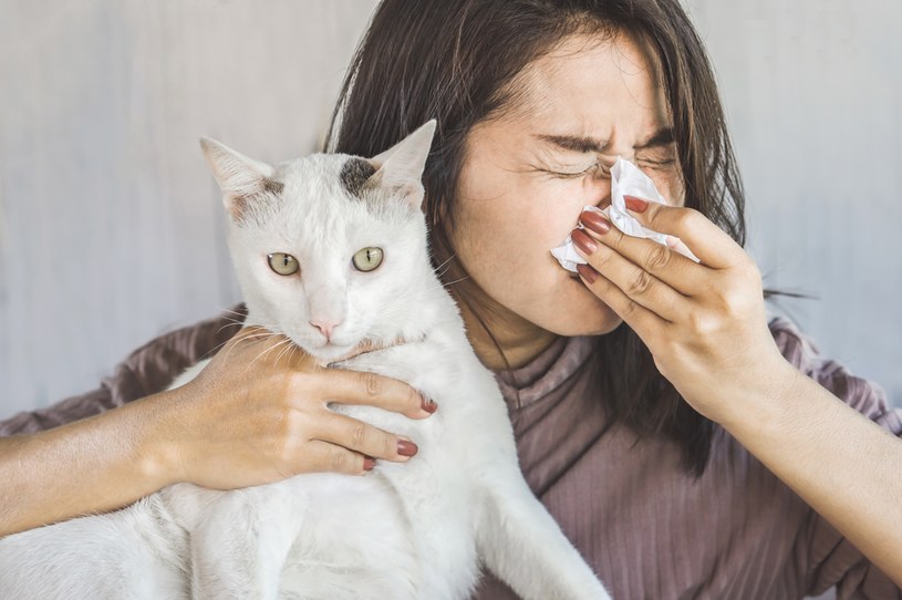 Alergia na kota występuje nawet u co piątej dorosłej osoby z objawami uczulenia. /123RF/PICSEL