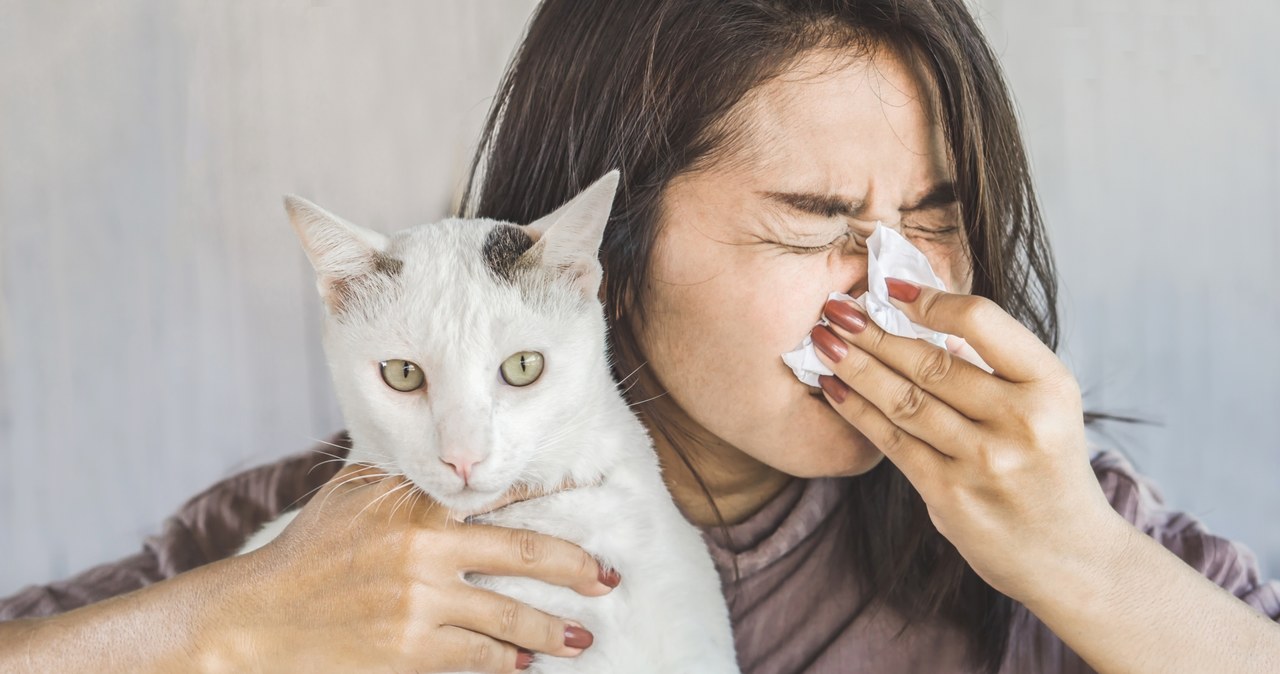 Alergia na kota występuje nawet u co piątej dorosłej osoby z objawami uczulenia. /123RF/PICSEL