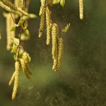 Alergia to nie tylko swędzące oczy. Alergicy muszą się przygotować 