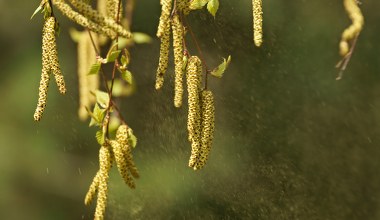 Alergia to nie tylko swędzące oczy. Alergicy muszą się przygotować 