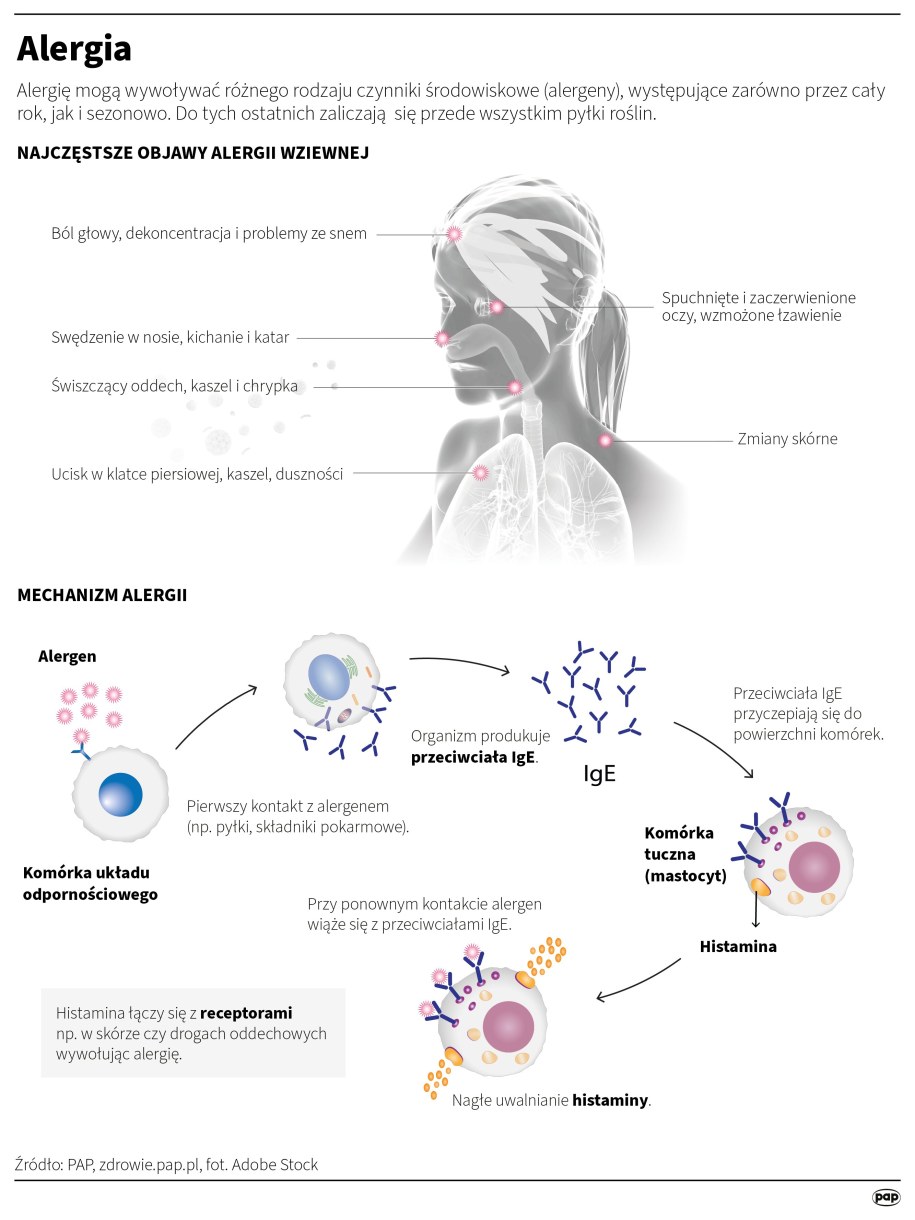 Alergia /Adam Ziemienowicz, Maria Samczuk, Mateusz Krymski /PAP