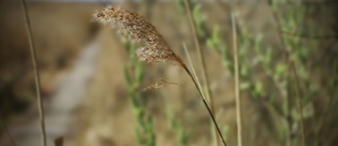 Alergicy mają "przekichane" na wiosnę