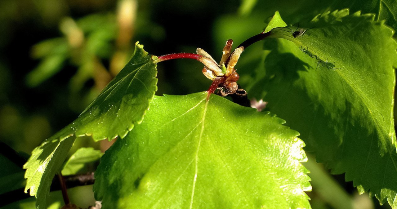 Alergicy w kwietniu powinni trzymać się z daleka od brzozy /123RF/PICSEL