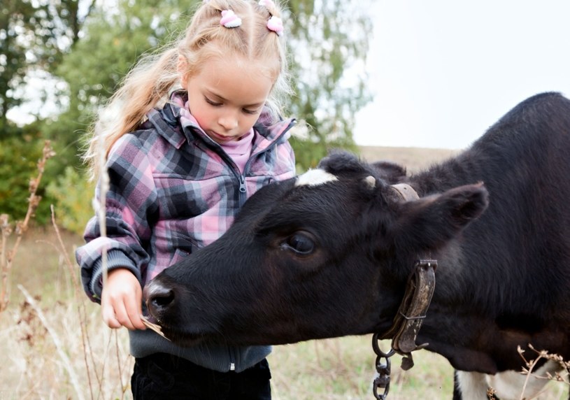 Alergie i astma w najmniejszym stopniu dotyczą osób, które wychowywały się na farmach, gdzie hoduje się zwierzęta, na przykład krowy. /123RF/PICSEL