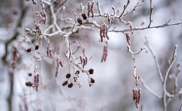 Alert IMGW. Do kiedy będą przymrozki? 