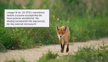 Alert RCB: Z samolotów będą zrzucane szczepionki dla lisów 