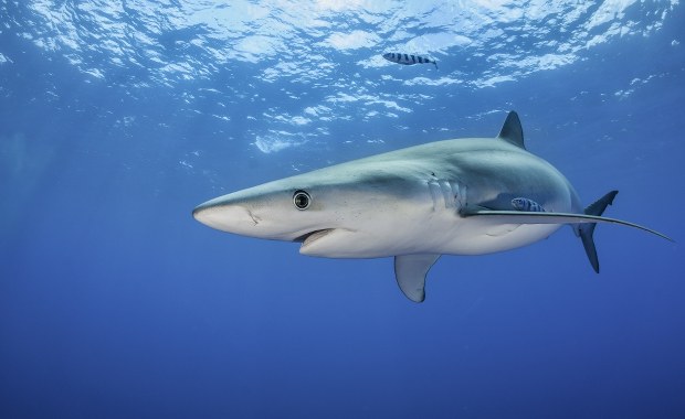 Alert w Portugalii. Rekiny w popularnych kurortach