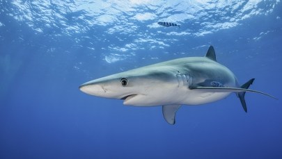 Alert w Portugalii. Rekiny w popularnych kurortach