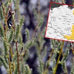 Alerty przed przymrozkami. IMGW wydało ostrzeżenia dla ośmiu województw