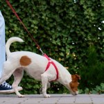 wścieklizna Choroba zakaźna.