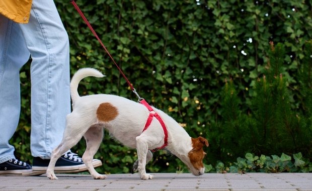 Alerty RCB dla dwóch województw. Ostrzeżenie dla właścicieli zwierząt