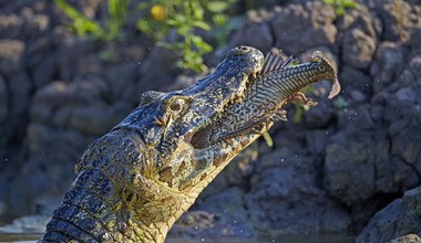 Aligator daje życie. Wielkie drapieżniki budują całe ekosystemy