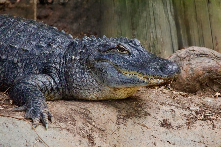 Aligator mississippiensis /Shutterstock