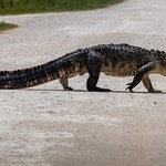 Aligator zabił kobietę, która wyszła na spacer z psem