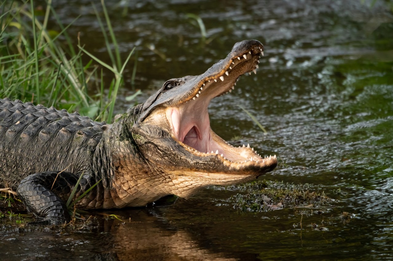 Aligator zabił kobietę spacerującą z psem