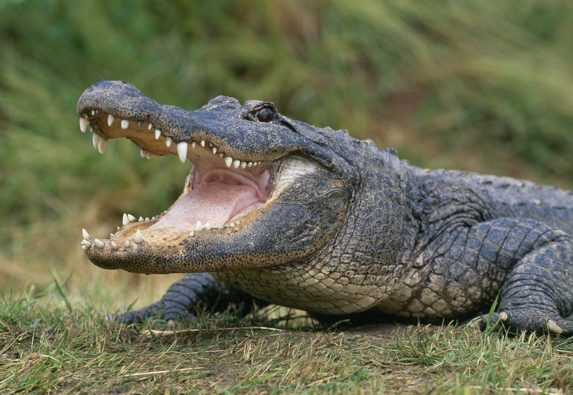 Aligator; zdj. ilustracyjne /NHPA/Photoshot /East News