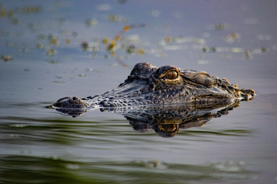 Aligator (zdjęcie poglądowe) /Shutterstock