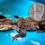 Aligator znaleziony w Nowym Jorku miał w żołądku korek do wanny