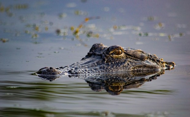 "Aligatorowe Alcatraz" na Florydzie? Sąd zdecydował
