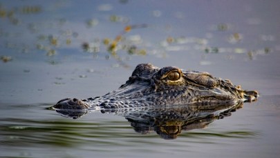 "Aligatorowe Alcatraz" na Florydzie? Sąd zdecydował