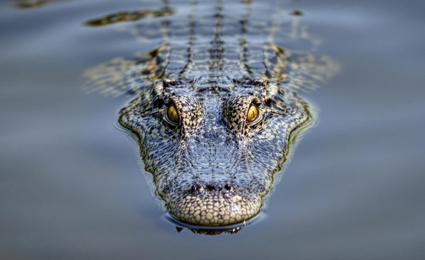 "Aligatorowe Alcatraz" na Florydzie. Szokujący pomysł prokuratora generalnego