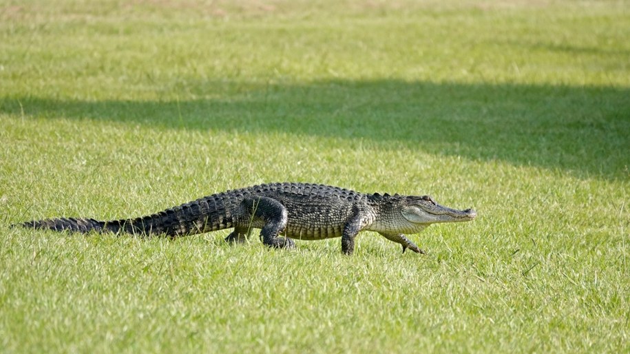 "Puk, puk, tu aligator". Przerażająca wizyta