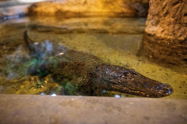 Aligatorzyca Marta w płockim zoo /Szymon Łabiński /PAP