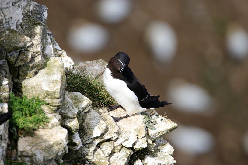 Alki to sympatycznie wyglądające ptaki morskie przypominające pingwiny /Pixabay.com