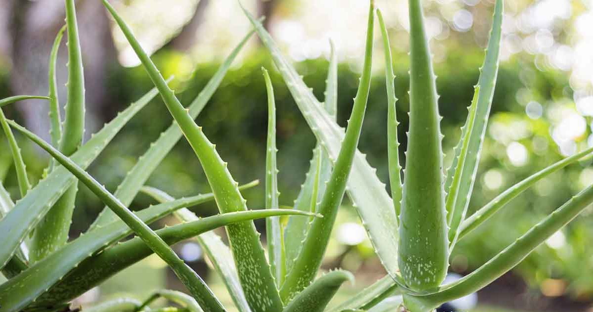 Aloes będzie zdrowo się rozwijał, jeśli wzmocnimy go syropem z łupin orzechów włoskich. /123RF/PICSEL