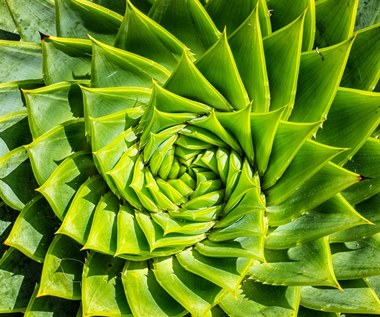 Aloes: Dlaczego warto mieć go w domu?