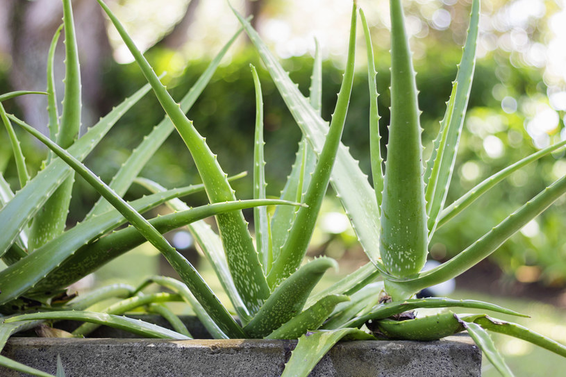 Aloes działa odkażająco, pomaga w walce z zajadami. Wystarczy nasmarować nim chore miejsca /123RF/PICSEL