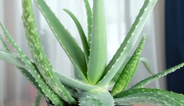 Aloes ma miękkie i wyblakłe liście? Najpewniej popełniłeś ten powszechny błąd 