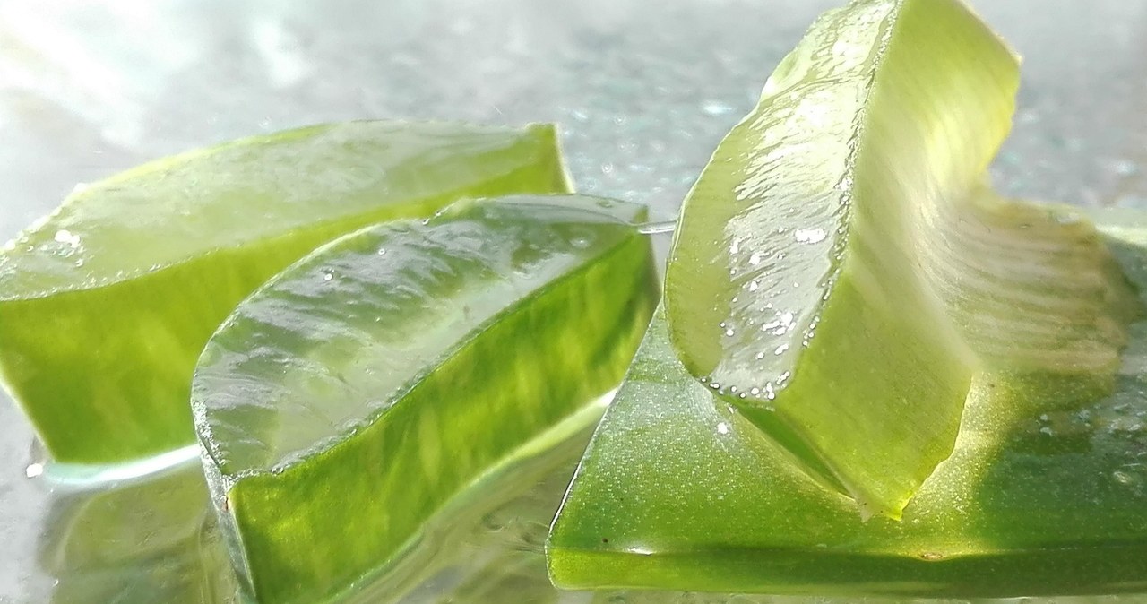 Aloes ma niezwykle szerokie zastosowanie w pielęgnacji skóry /mozo190 /Pixabay.com