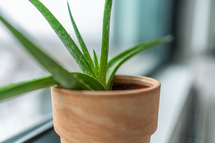 Aloes ma właściwości lecznicze i odpowiada za szybsze gojenie się ran /123RF/PICSEL
