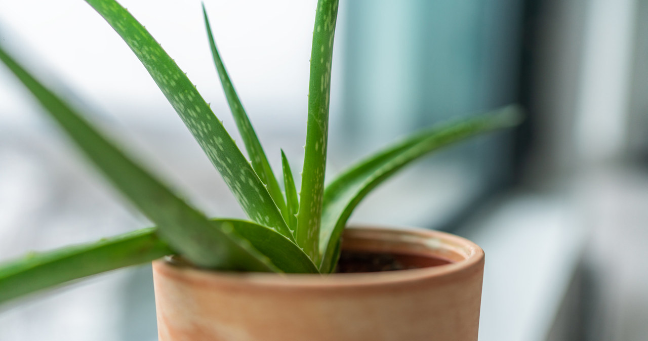 Aloes ma właściwości oczyszczające powietrze /&copy;123RF/PICSEL