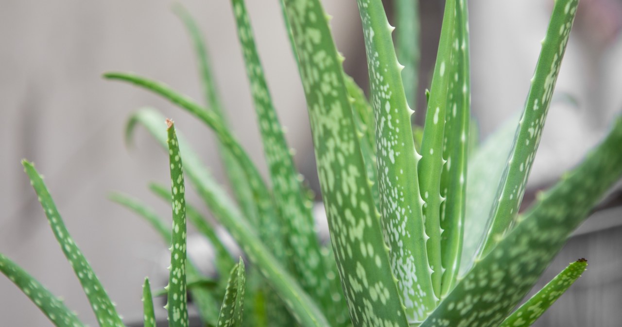 Aloes na włosy działa cuda? Sprawdź, co potrafi i jak robić skuteczne domowe maseczki /Anek@TL2 /123RF/PICSEL