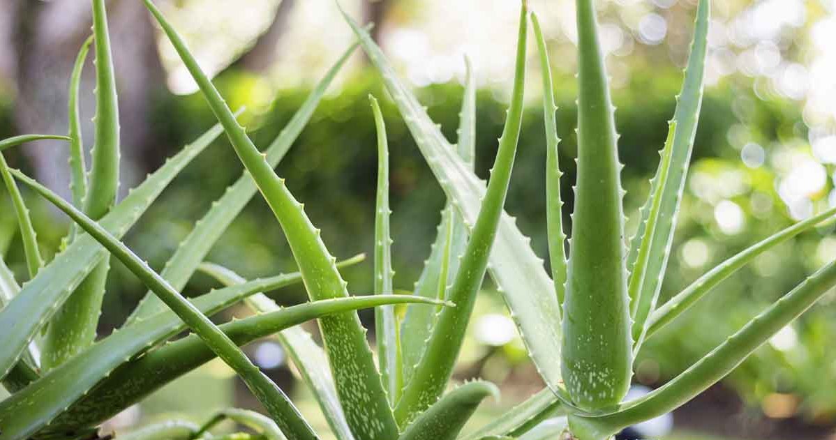 Aloes nie lubi zbyt obfitego podlewania /123RF/PICSEL