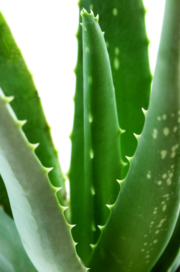 Aloes od lat stosowany jest w kosmetologii i medycynie /© Photogenica