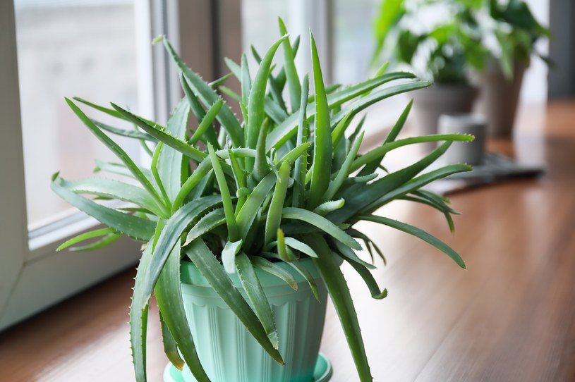 Aloes świetnie sprawdzi się jako roślina do sypialni /123RF/PICSEL